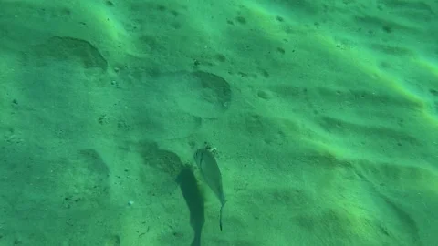 Single fish glides through shallow, sandy water. Trani Ammouda, Greece Stock Footage 339610819