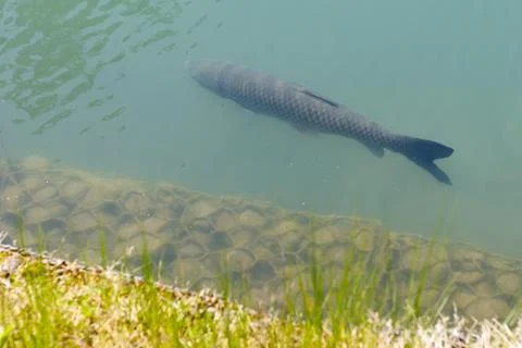 Single fish glides under clear water near grassy shore 스톡 사진