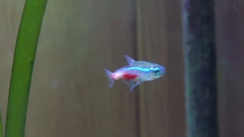 Single fish in a home aquarium Stock Footage 89488998