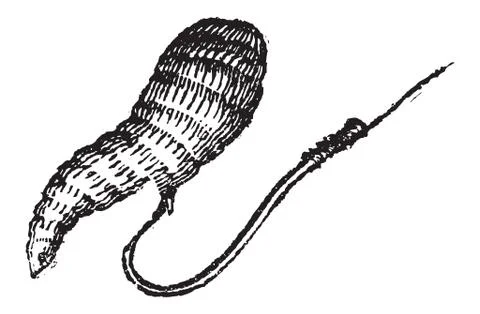 Single Fish Hook with Bait, vintage engraving Stock-Illustration