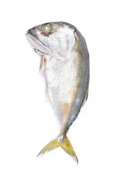 Single fish isolated on the white background,  freshwater fish isolated Stock Photos
