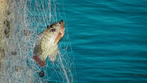 A single fish, likely a tilapia, caught in a fine mesh fishing net over cal.. Stock Photos
