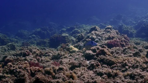 Single fish moving on the ground ouf the mediterranean sea. Shot in slow Stock Footage 114615336