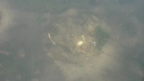 Single fish swimming in circles over a cleared sandy nest underwater Stock-Footage 340335879
