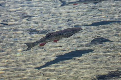 A single fish swims in clear shallow water over a sandy bottom Stock Photos
