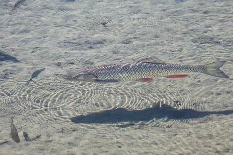 A single fish swims in clear shallow water over a sandy bottom Stock Photos