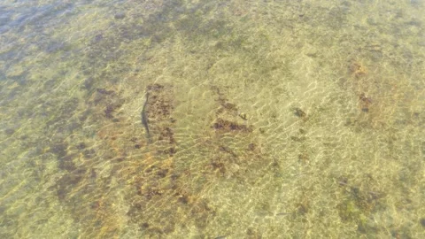 A single fish is visible swimming in shallow, transparent coastal water above a Stock Footage 346712172
