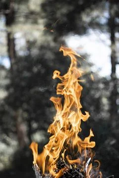 Single flame dancing above burning wood with pine trees behind Stock Photos