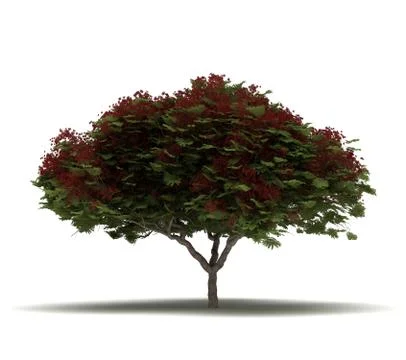 Single Flame Tree Illustrazione stock