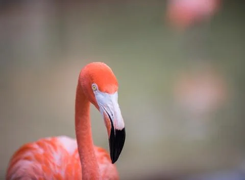 Single Flamingo Stock Photos