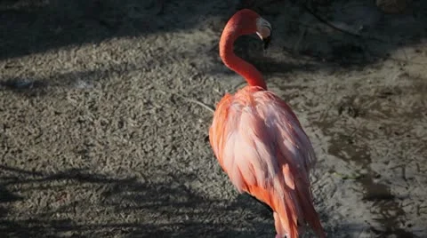 Single Flamingo Standing on the sand. Stock-Footage 10594065