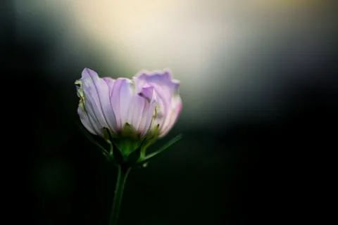 Single flower bloom close up Stock Photos