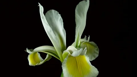 Single Flower Blooming Stock Footage 73529327