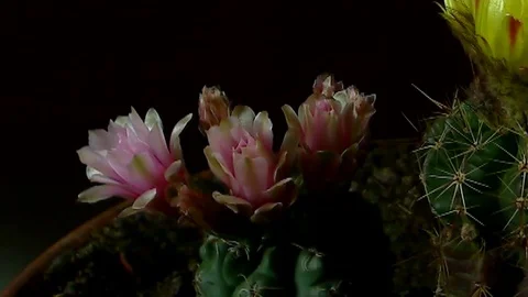 Single Flower Blooming Stock Footage 73534532