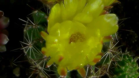 Single Flower Blooming Stock Footage 73534790