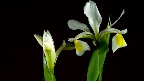 Single Flower Blooming Stock Footage 73534913