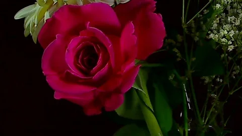 Single Flower Blooming Stock Footage 73535465