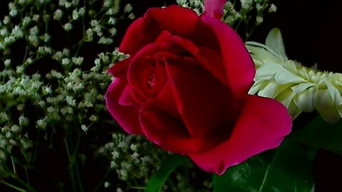 Single Flower Blooming Stock Footage 73535934