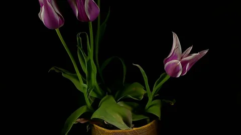 Single Flower Blooming Stock Footage 73536048