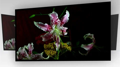 Single Flower Blooming Stock Footage 73536353