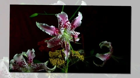 Single Flower Blooming Stock Footage 73536678