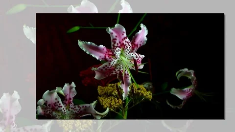 Single Flower Blooming Stock Footage 73536840