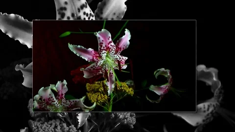 Single Flower Blooming Stock Footage 73537075