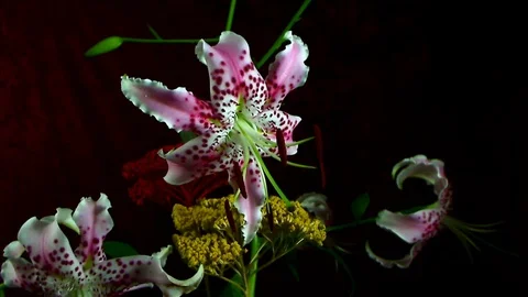 Single Flower Blooming Stock Footage 73537603