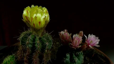 Single Flower Blooming Stock Footage 73538367