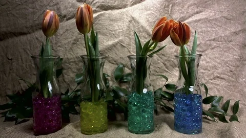 Single Flower Blooming Stock Footage 73563114