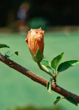 Single flower on a branch Stock Photos