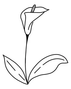 Single flower calla hand drawing contour, vector. Stock Illustration