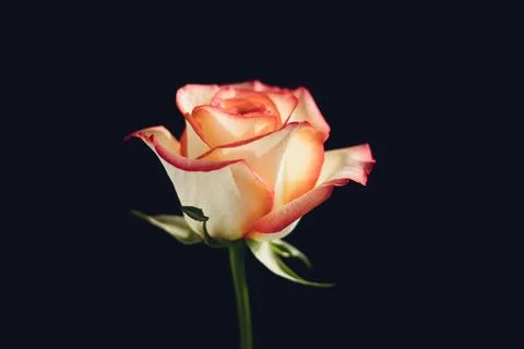 Single Flower Close-up Stock Photos