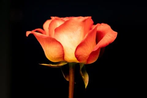 Single Flower Close-up Stock Photos