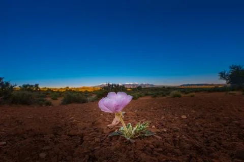 Single Flower in the desert Stock Photos