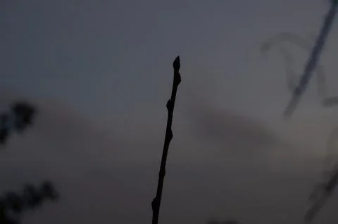 Single flower emerging from the ground with sunset sky in the background Stock Photos