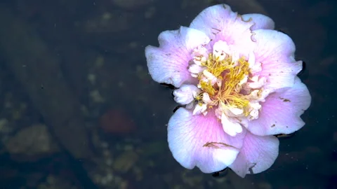 A single flower floating in a pond Stock Footage 170235883