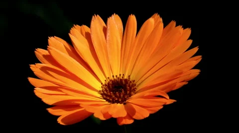 Single flower Stock Footage 4155876
