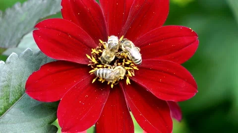 Single flower 스톡 동영상 4159101