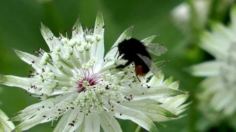 Single flower 스톡 동영상 4159788