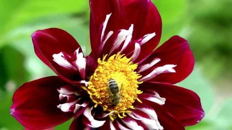 Single flower Stock Footage 4160179