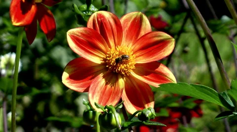 Single flower Stock Footage 4160341
