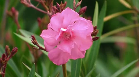 Single flower Stock Footage 8982013