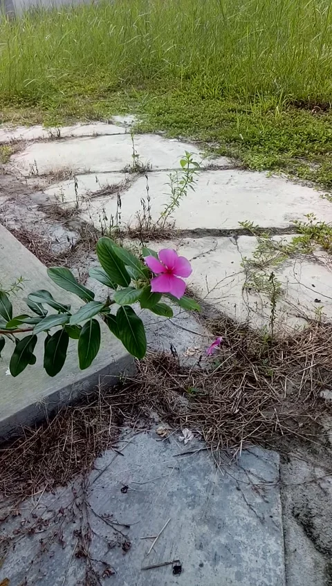 Single flower Stock-Footage 195378057