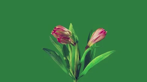 A single flower on green background and pink two tulips green screen animated Видео 335129808
