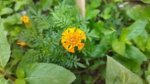 Single flower with a green background Vídeo Stock 276575669