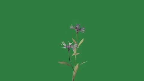 A single flower on green screen and background purple animated chromakey Видео 335067852