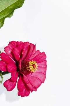 A single flower with a green stem Stock Photos