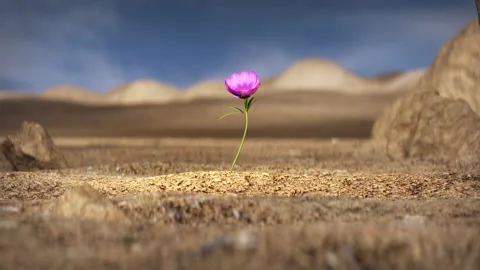 Single Flower Growing in Desert 3D render animation Stock Footage 321690411