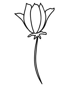 Single flower, hand drawing vector illustration. Stock Illustration